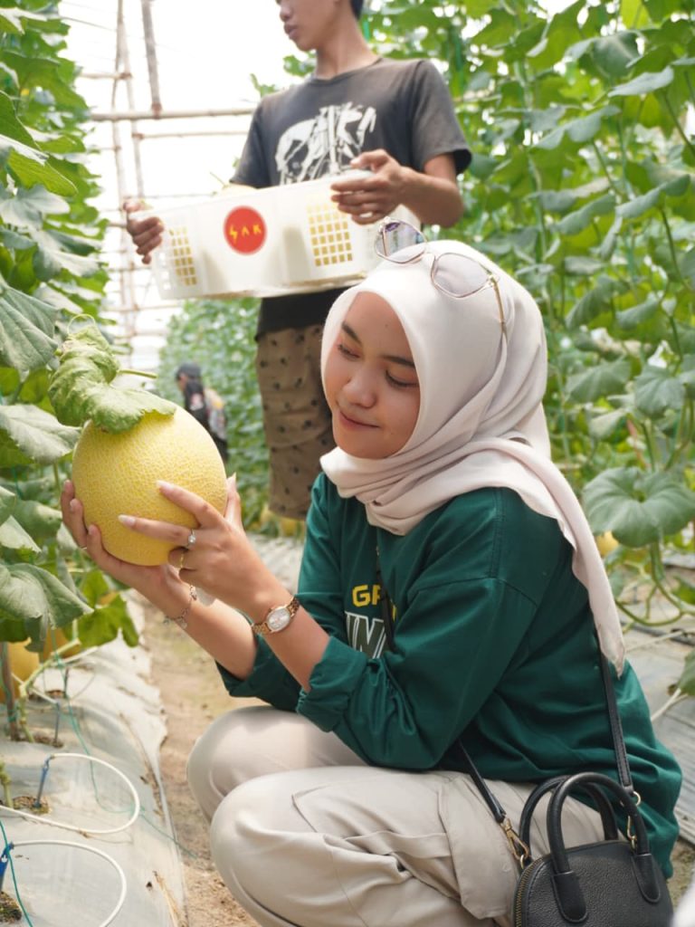 Seorang perempuan muda mengenakan hijab dan kaus hijau berjongkok di dalam greenhouse sambil memegang dan mengamati buah melon matang yang masih tergantung di tanaman, dengan barisan tanaman melon di sekelilingnya.