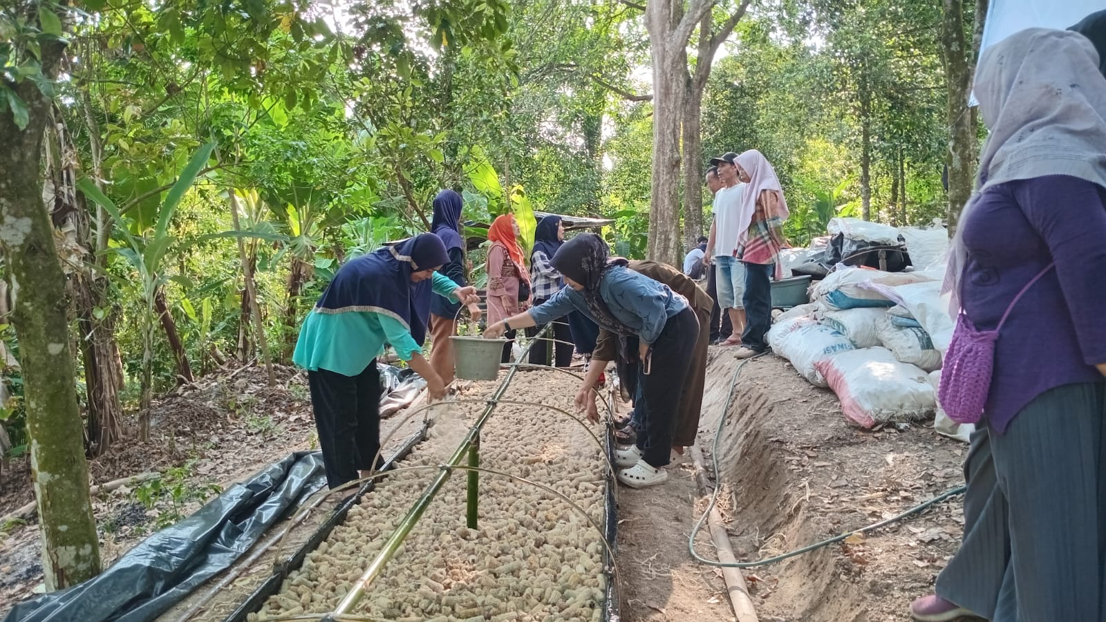 Beberapa perempuan sedang praktik budidaya jamur bonggol jagung. Di latar belakang, ada tumpukan karung dan beberapa orang lain sedang melihat.